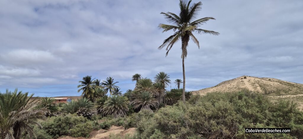 Untouched wild nature at Ervatão Beach in Cabo Verde, with rugged coastline and raw dunes shaped by wind.